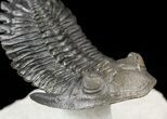 Flying Hollardops Trilobite - Great Eyes #57784-2